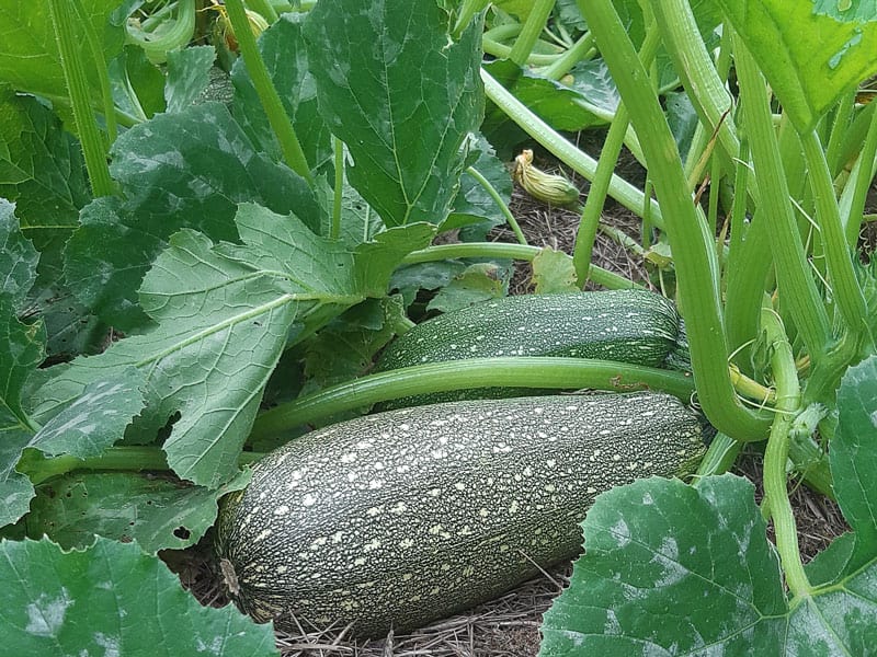 Roquette : bienfaits, préparation, valeur nutritive