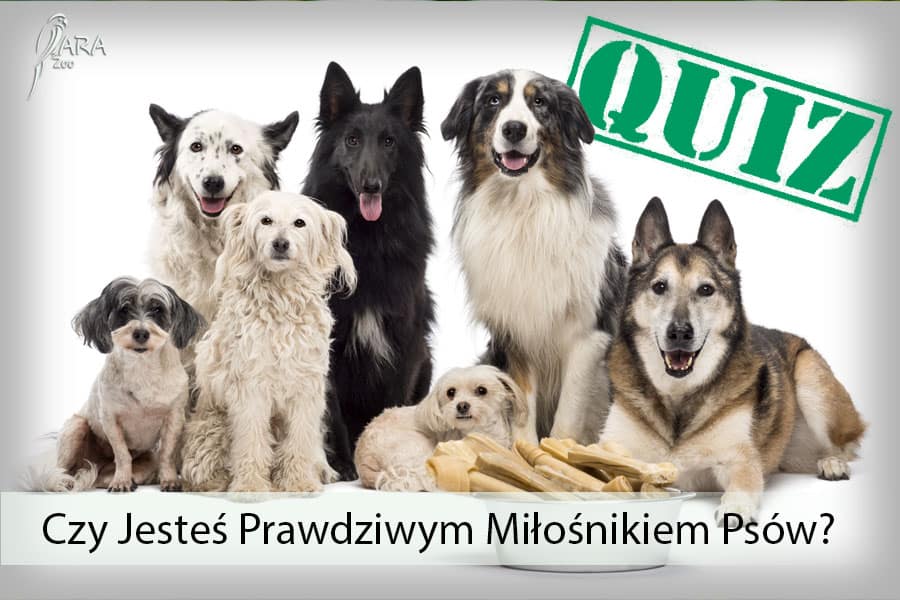 Quizy O Psach Dla Dzieci Quiz o psach Rozwiąż i dowiedz się ile wiesz o Psach!