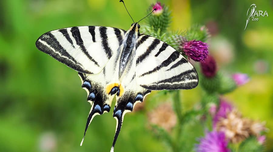 motyl paź żeglarz