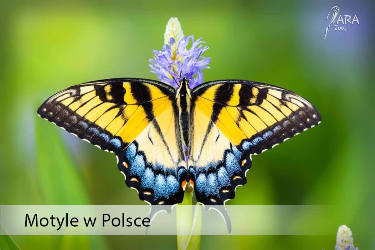 Najpiękniejsze motyle w Polsce