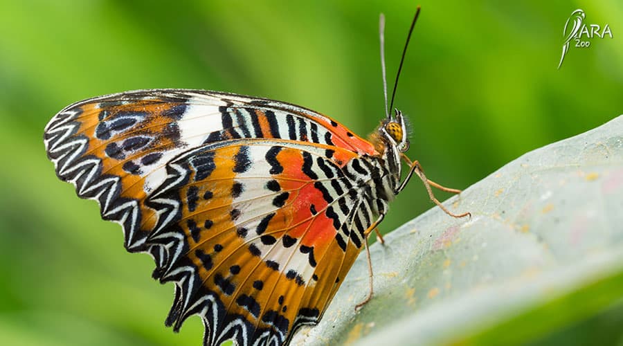 Polski motyl