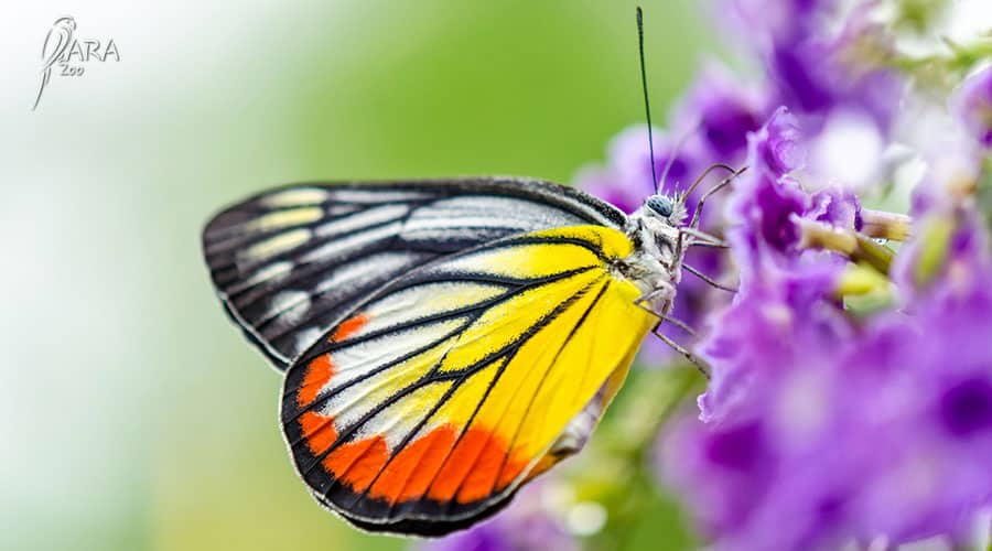 Polskie motyle gatunki