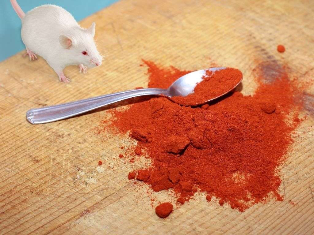 Does Cayenne Pepper Deter Mice? BioTech Termite & Pest Control
