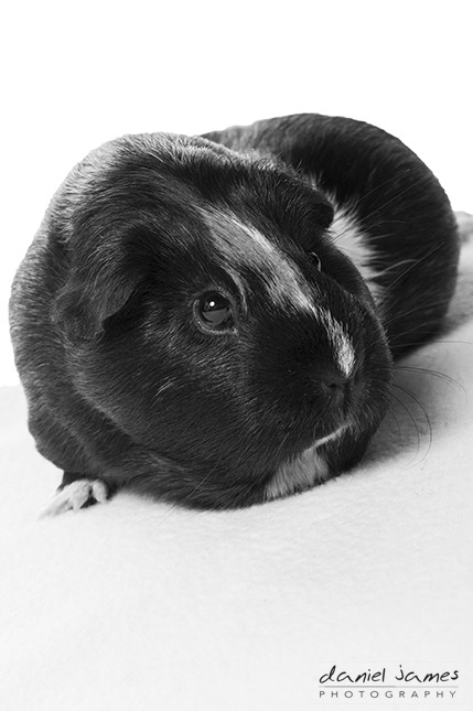 Guinea pig hot sale passport