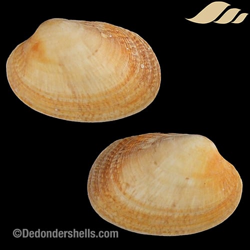 Venerupis decussata 6 - De Donder Shells