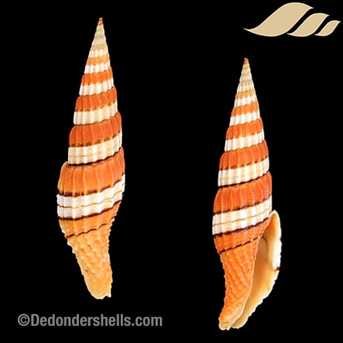 Vexillum citrinum 8 de donder shells