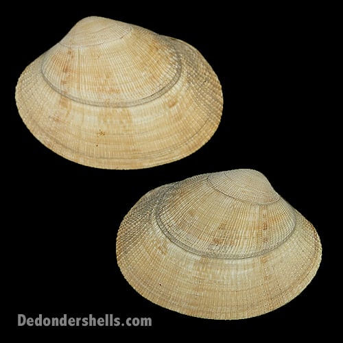 Venerupis decussata 7 - De Donder Shells