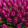 Buy Tulips Perth