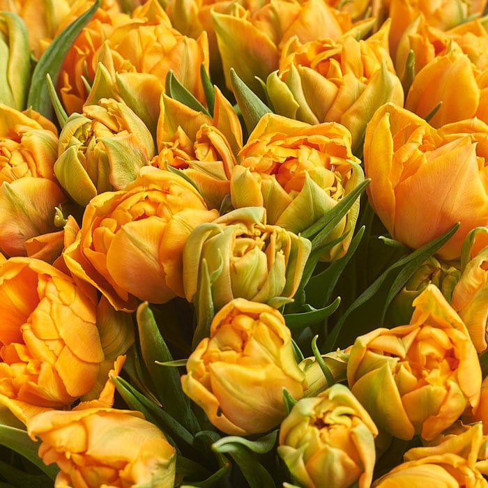 Buy Tulips Bouquet Perth