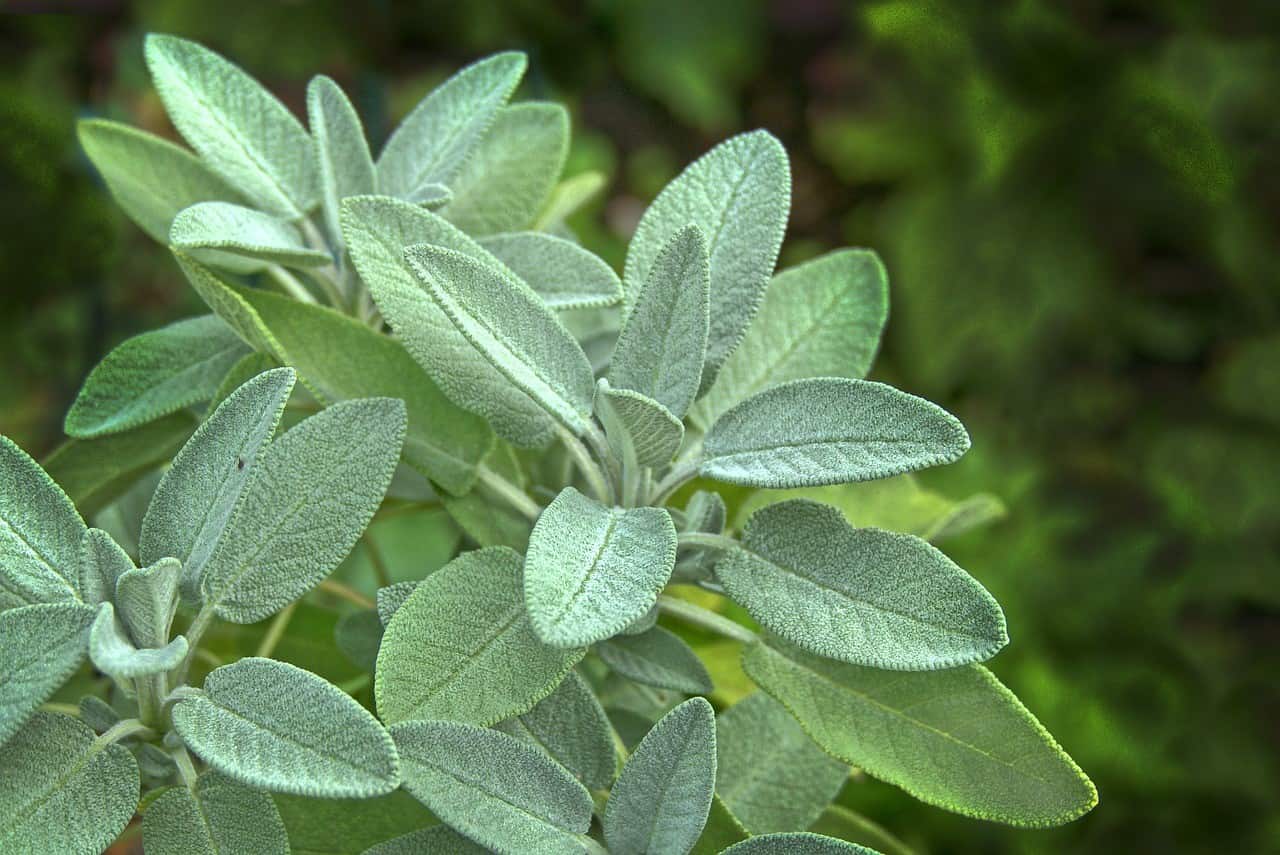 How to Use Sage Tea to Condition, Tame Frizz and Darken Grey Hair