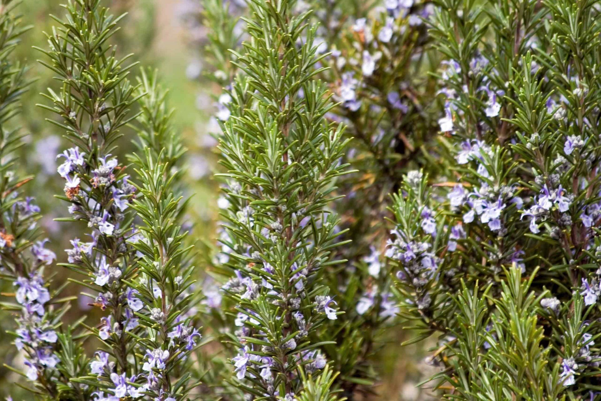 rosemary plant 