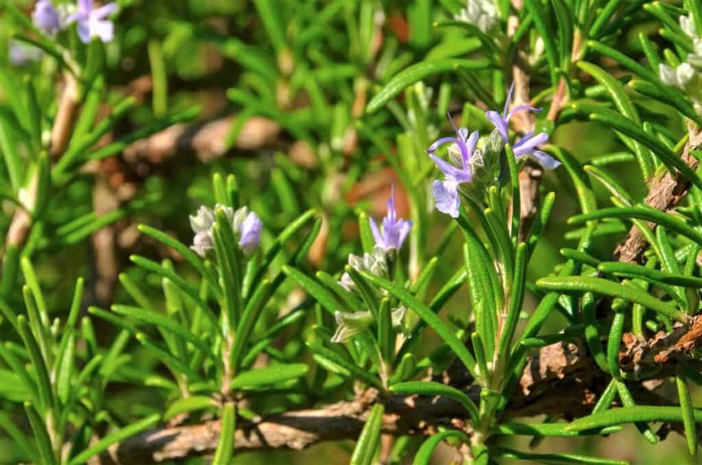 Rosemary plant with blue flowers on it