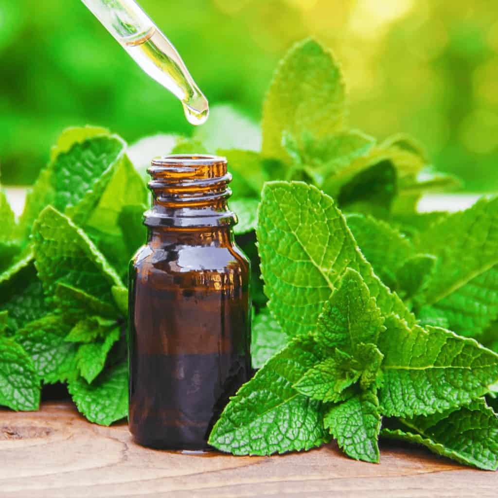 Peppermint Oil for Benefits for Hair Growth: Uses & DIY Recipes – VedaOils  USA