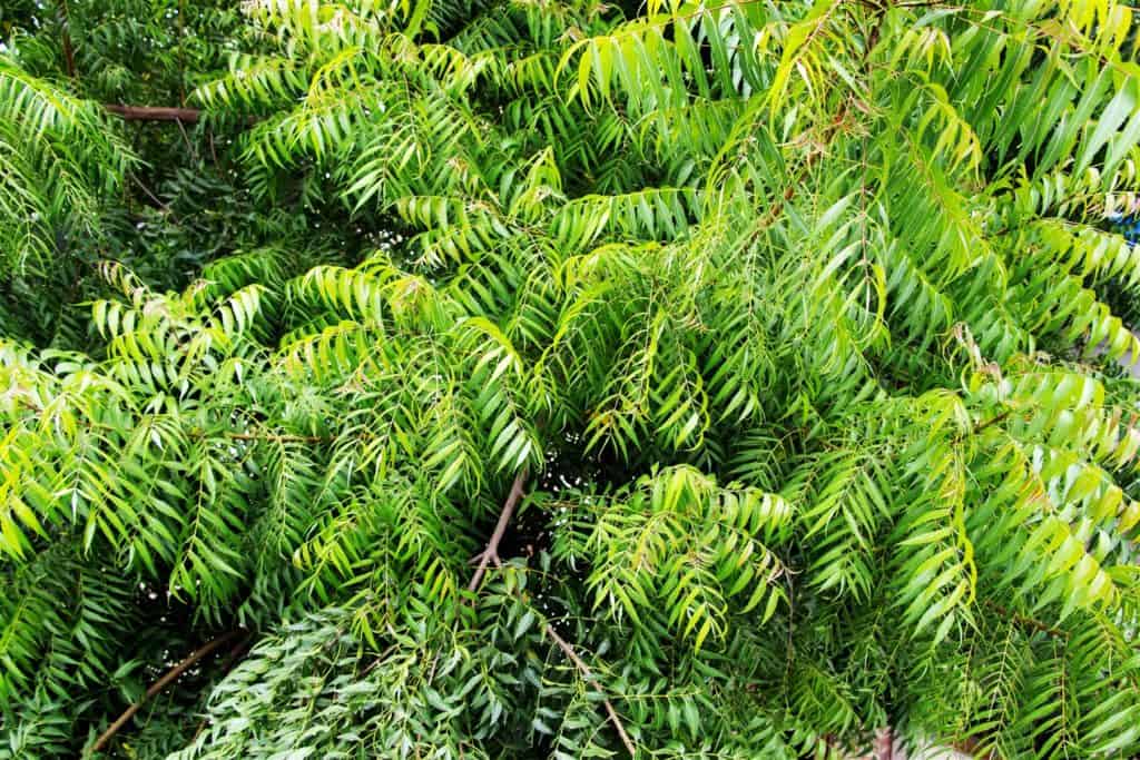 neem leaves for hair growth