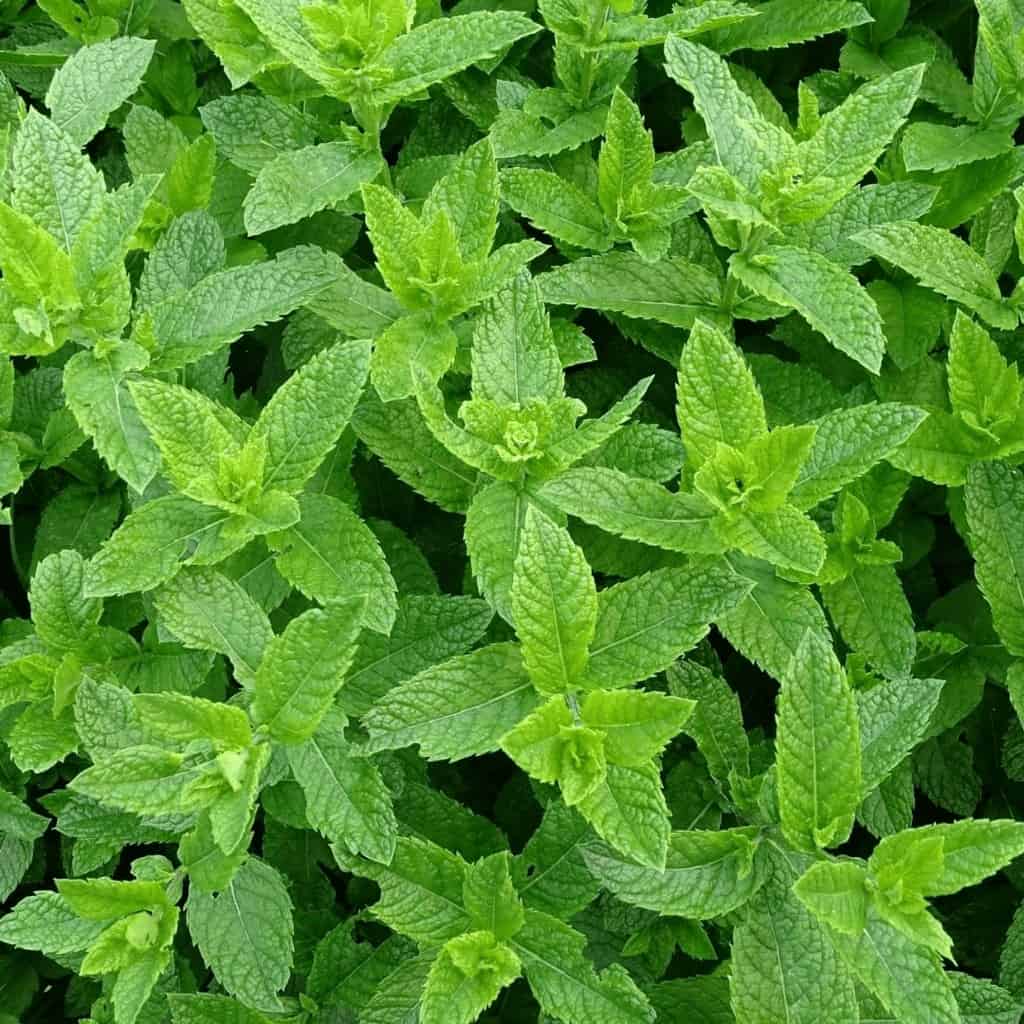 peppermint leaves