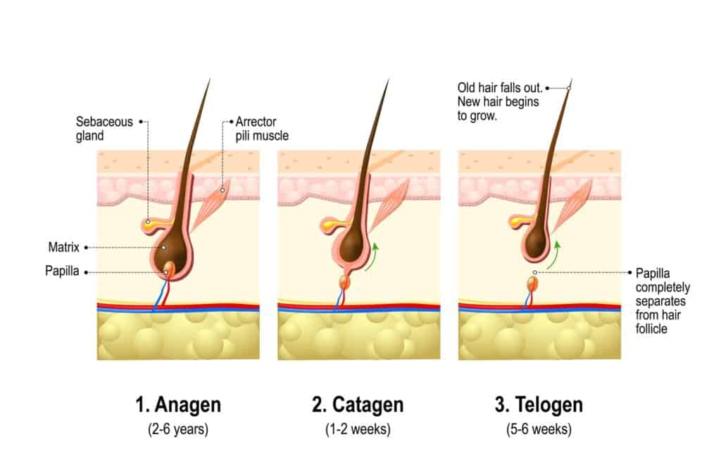 Hair growth cycle: anagen phase, catagen phase and telogen phase