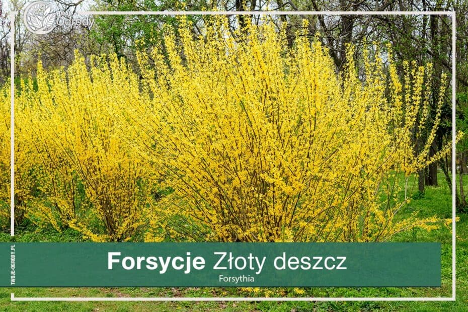 Forsycje - Zloty Deszcz
