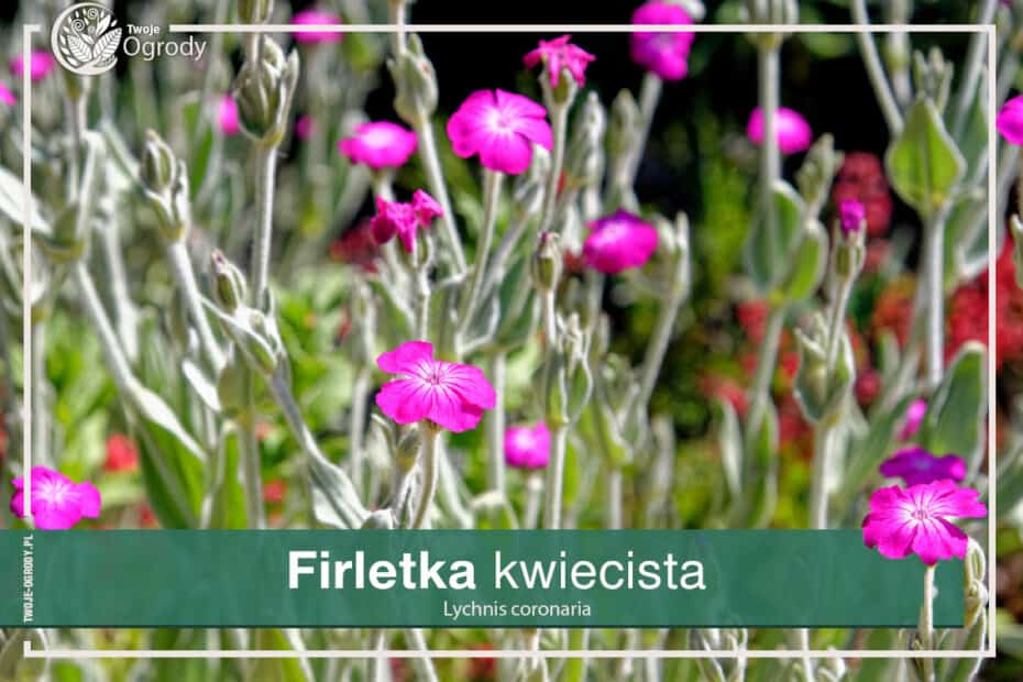 Firletka kwiecista - Lychnis coronaria