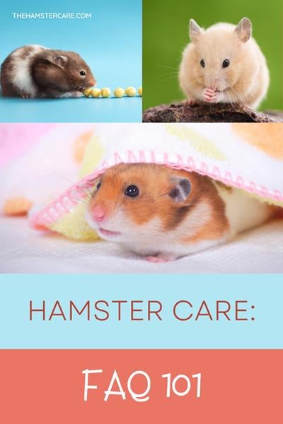 Hamster Care Sheet: Food, Habitat & Health