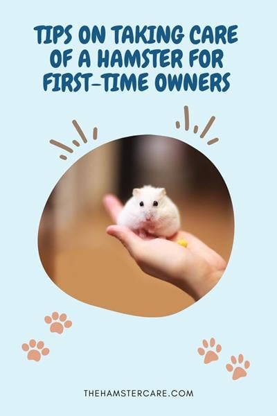 Guide To Caring For Hamsters – naturalworldpets