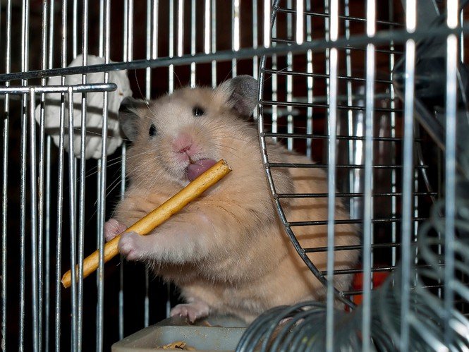 Stop hamster hotsell from chewing cage