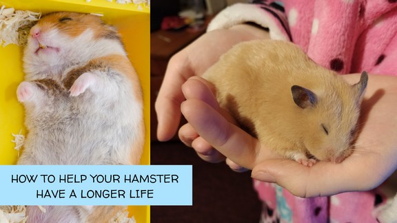 How Do Hamsters Die 2 