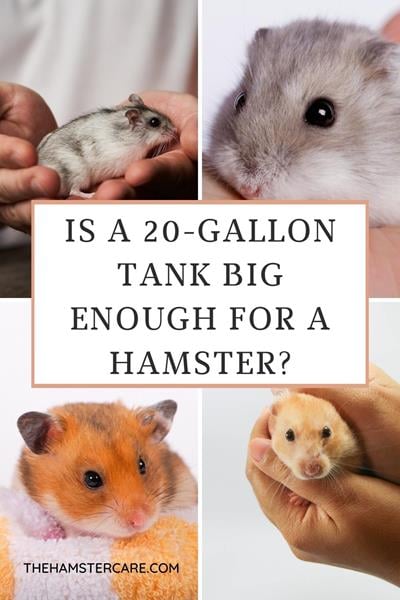 is-a-20-gallon-tank-big-enough-for-a-hamster