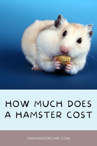 2023 How Much Does Owning a Hamster Cost? Breakdown cost