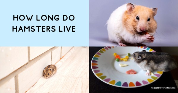 How Long Do Hamsters Live - Hamster lifespan and more