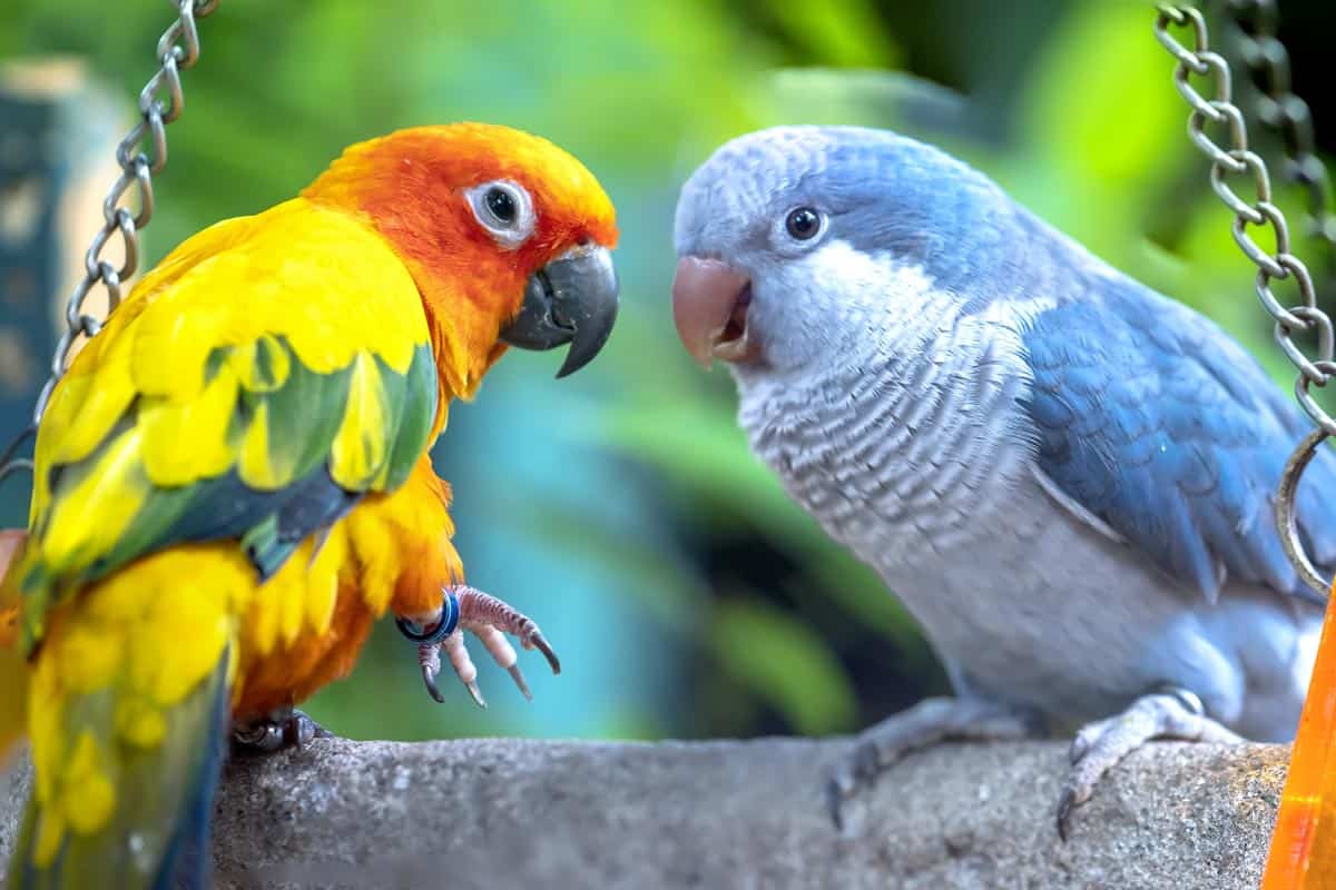 Papugi gatunki do domu