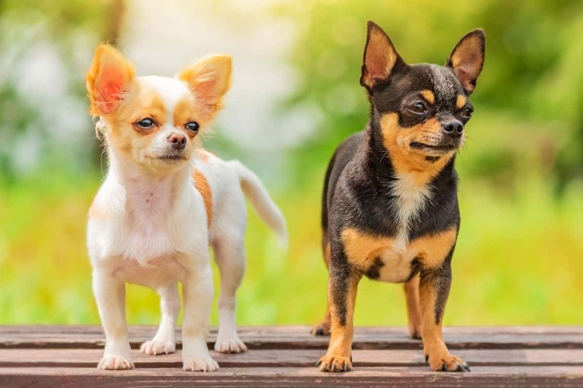 Chihuahua najmniejszy pies świata