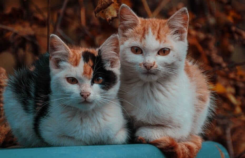 rasy kotów domowych