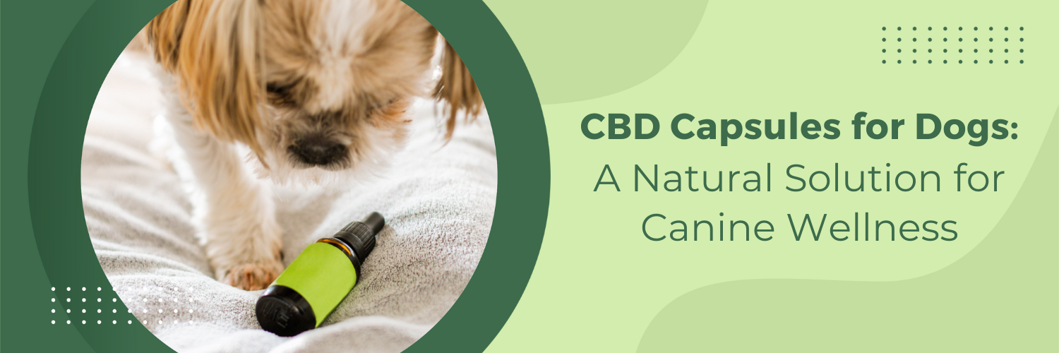 CBD Capsules for Dogs: A Natural Solution for Canine Wellness