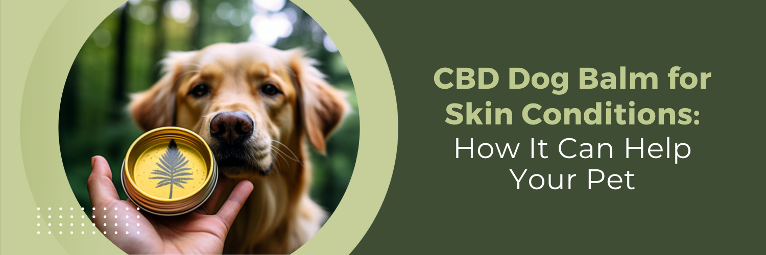 CBD Dog Balm for Skin Conditions: How It Can Help Your Pet