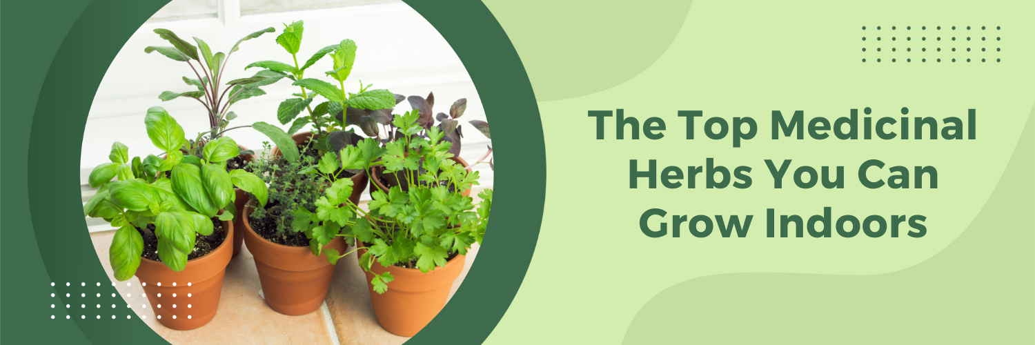 The Top Medicinal Herbs You Can Grow Indoors