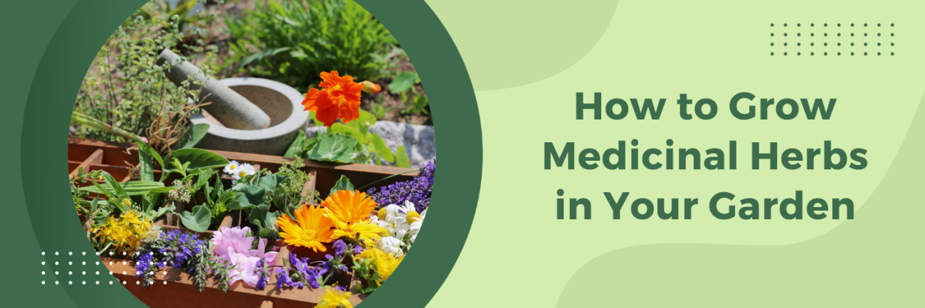 How to Grow Medicinal Herbs in Your Garden
