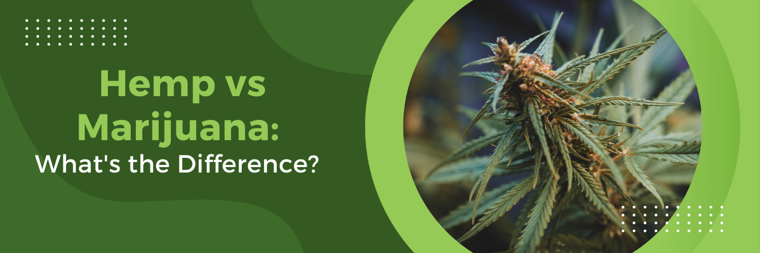 Hemp vs Marijuana: What's the Difference?