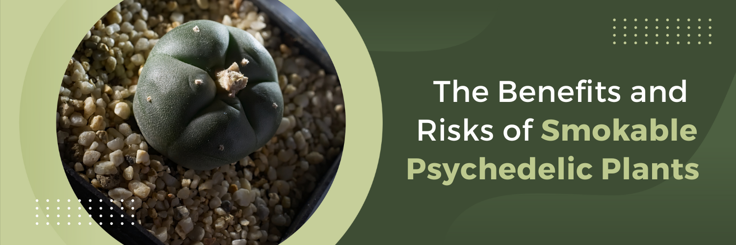 The Benefits and Risks of Smokable Psychedelic Plants
