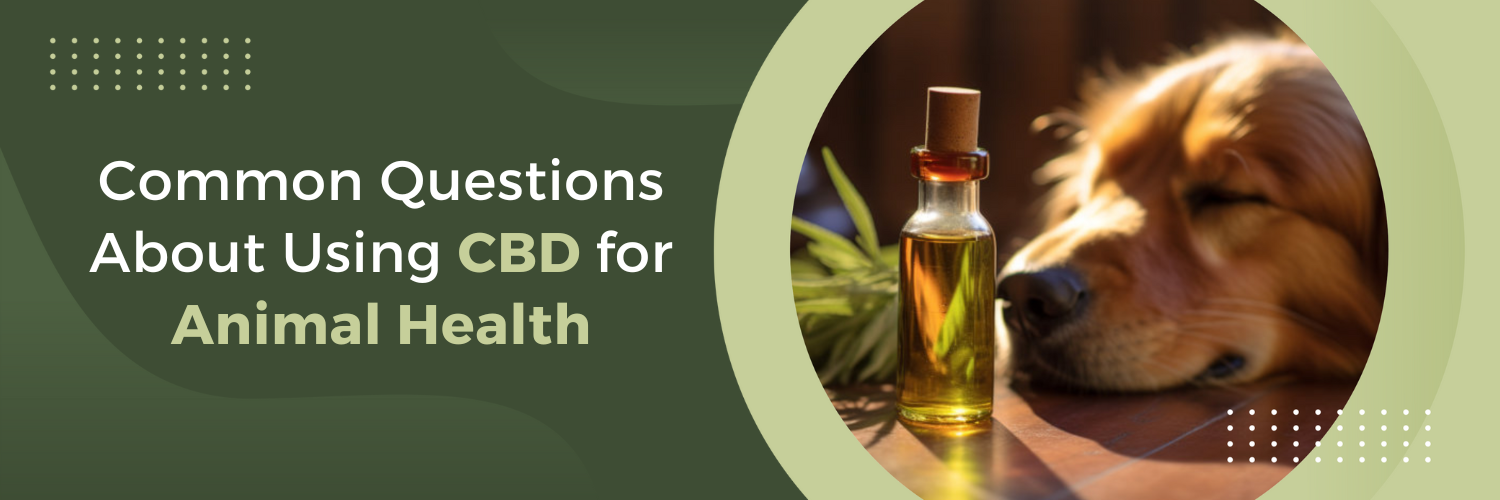 Common Questions About Using CBD for Animal Health