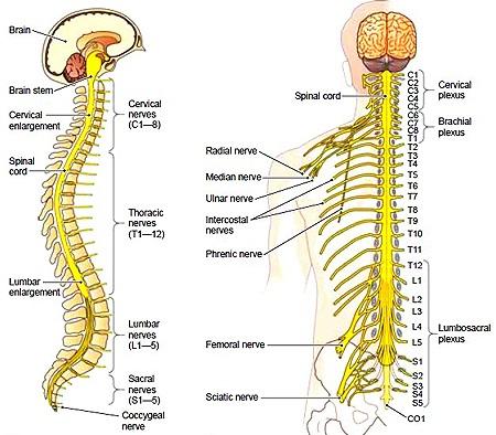 Brain Anatomy - Atlanta Brain and Spine Care