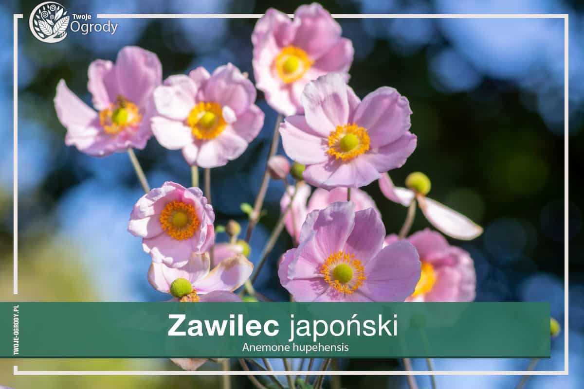 Zawilec japoński - Anemone hupehensis