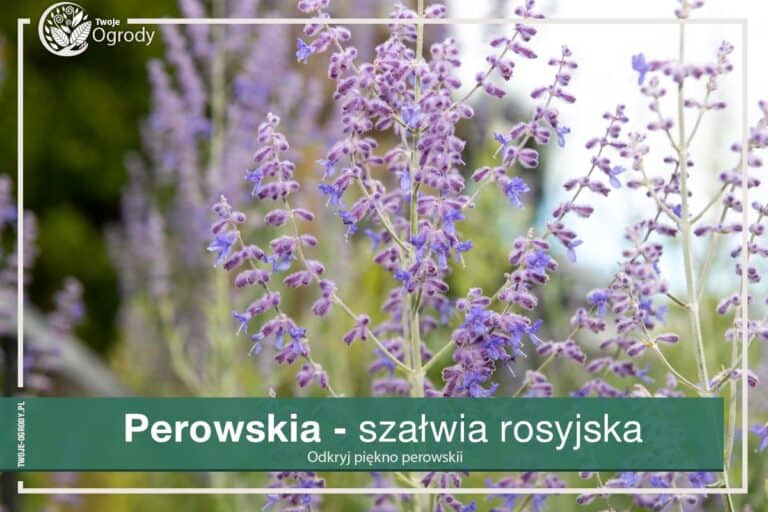 Perowskia - szałwia rosyjska