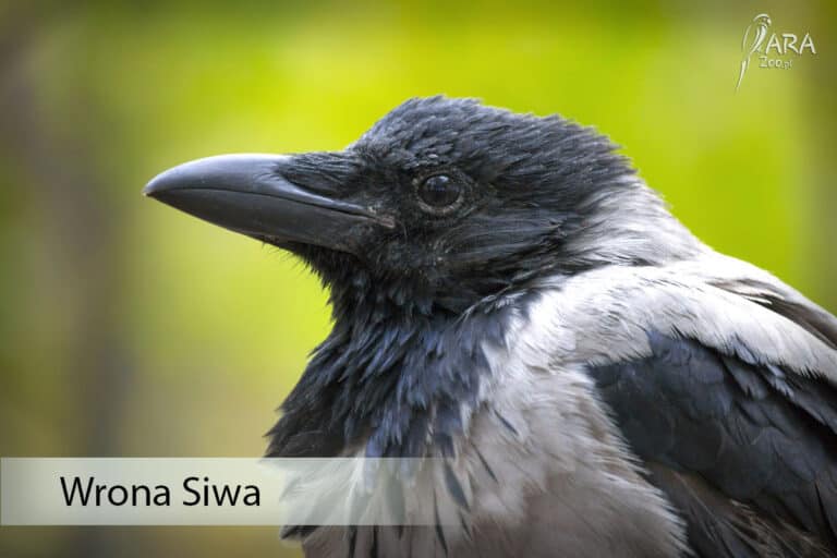 Wrona siwa (Corvus cornix) - ptaki krukowate