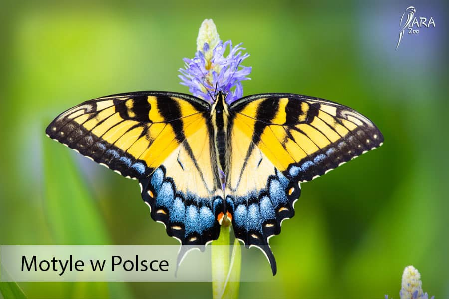 motyle w Polsce