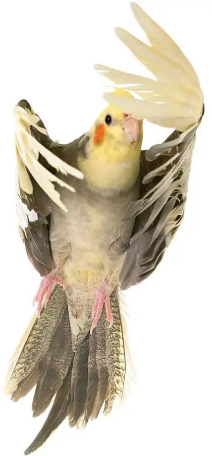 Informacje i cechy papugi nimfy
