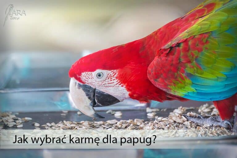 jak wybrać karmę dla papug