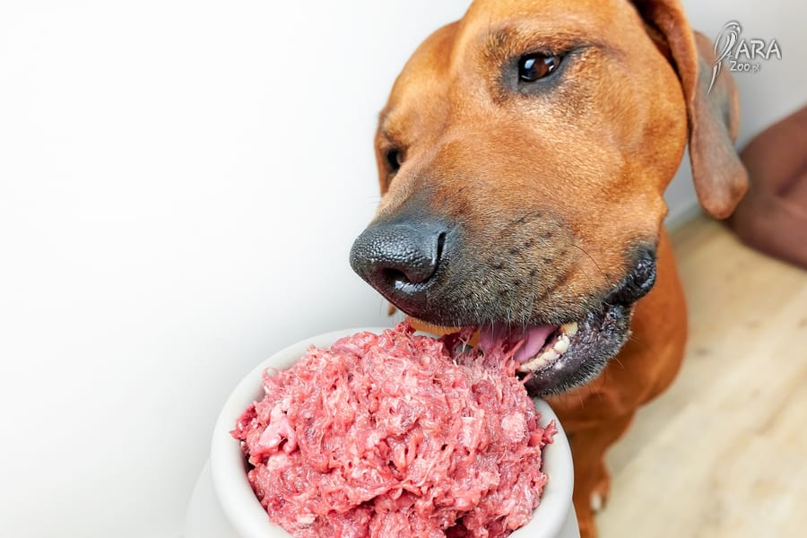 surowe mięso dla psa