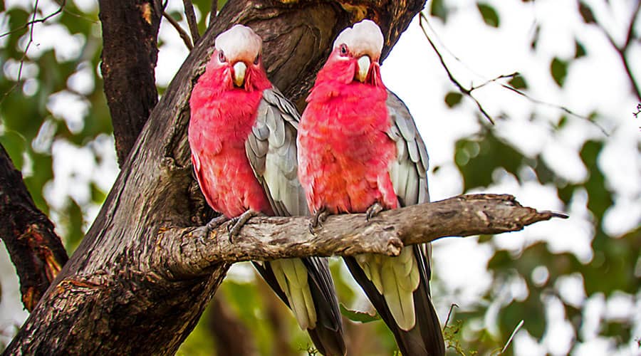 Papuga kakadu różowa
