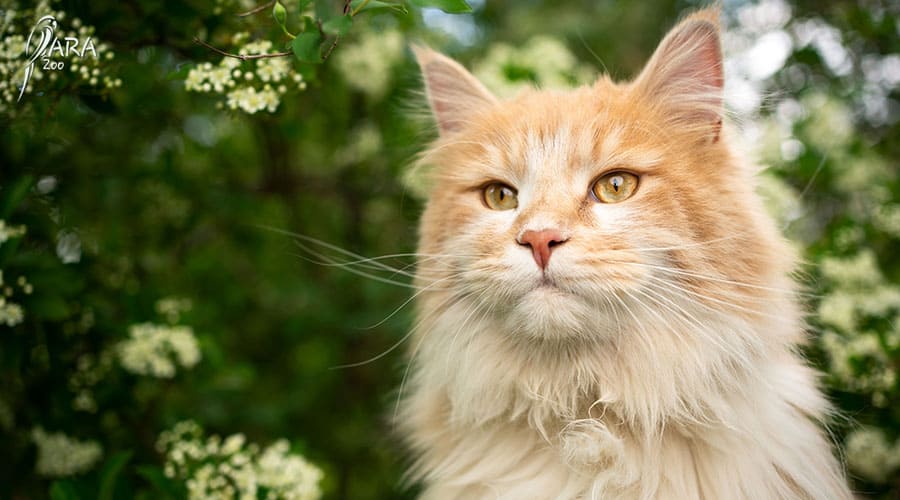 maine coon charakter