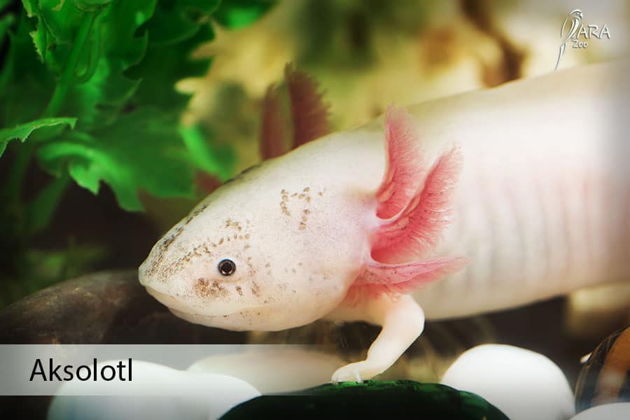 aksolotl axolotle